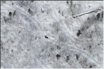 Moose tracks