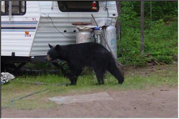 Camping companion