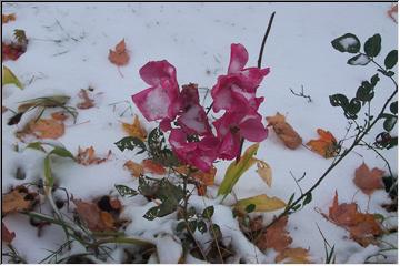 Winter roses