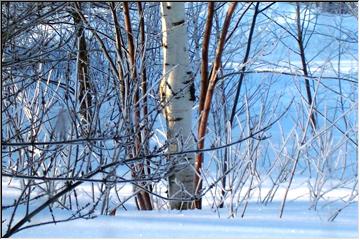 Icy coating