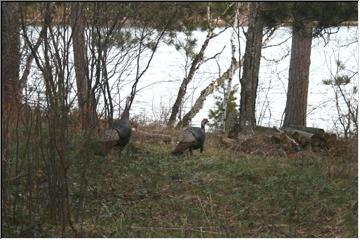 Wild turkeys