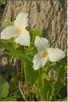 White wonders