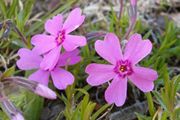 Petals of pink