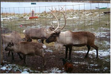 Deer herd