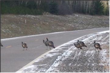 Why did the turkey cross the road?