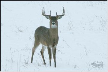 Big Rack