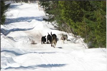 On the trail