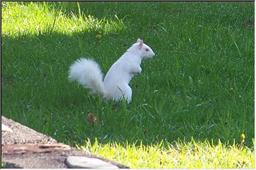 White rodent