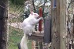 Yum, yum, squirrel treats