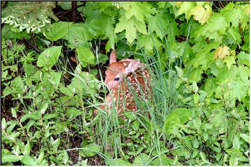 Spotted fawn