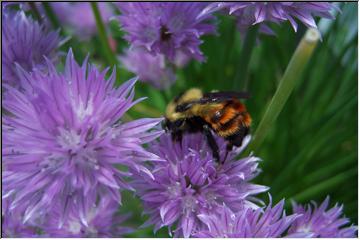 Busy buzzer