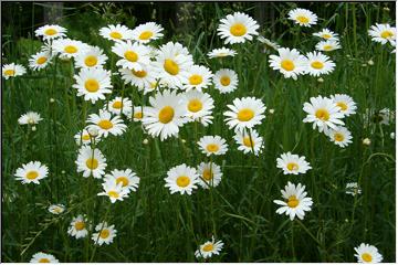 Bright white
