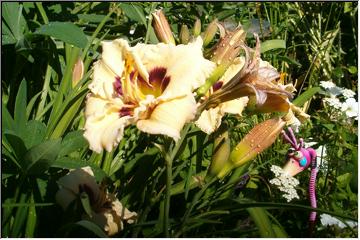 Frilly flower