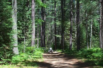 Towering pines