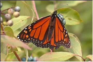 Butterflies are free