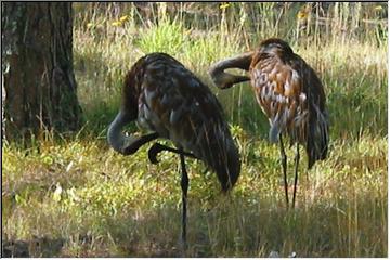 Preening