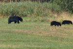 Bear crossing