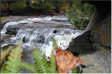 Ferns and falls