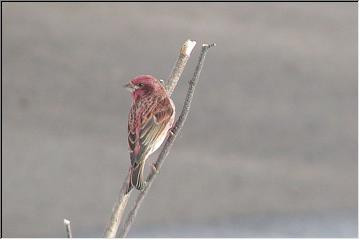 Bird watching