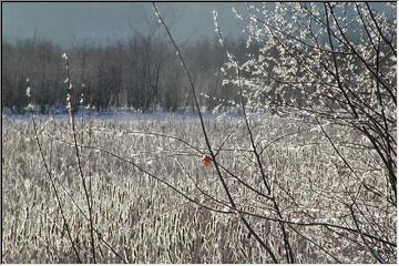 Cold and frosty