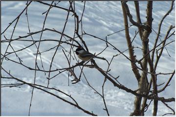 A bird in a tree...