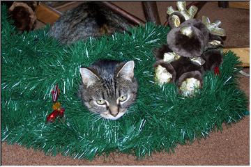 Garland kitty