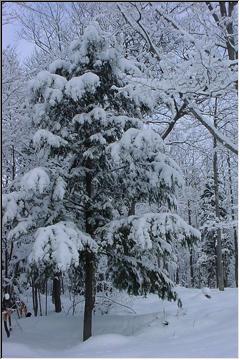 Snowy coverings