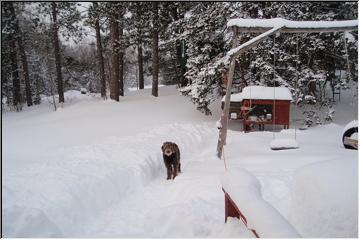 Snow dog