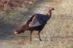 Turkey trot