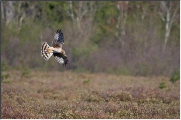 Soaring free