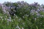 Lilacs in bloom