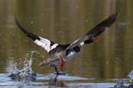 Taking off
