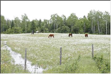 Daisy pasture