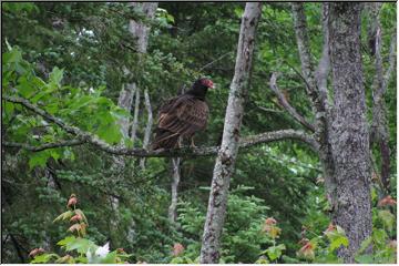 Buzzard