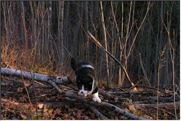Hunting