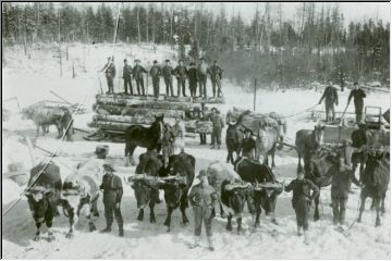 Oxen logging