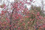 Apple pie time