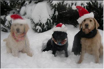 Santa doggies