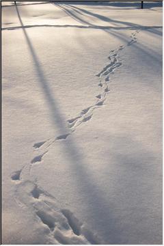 Little birdy tracks