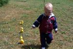 A boy and his ducks