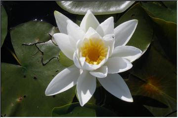 Bright white