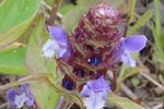 Name that flower