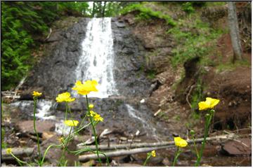 Flowery falls