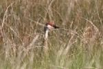 Sandhill Crane