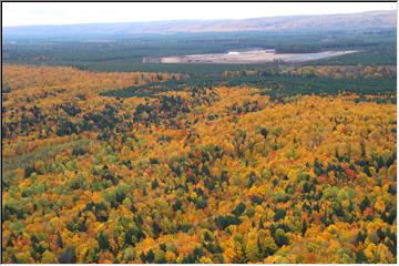 Colorful trees