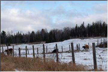 Field of snow