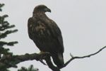 Golden Eagle