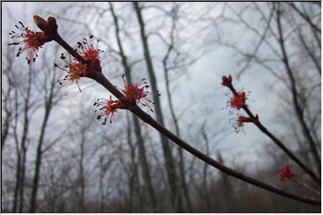 Spring growth