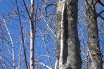 Piggyback branch