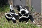 Polecats